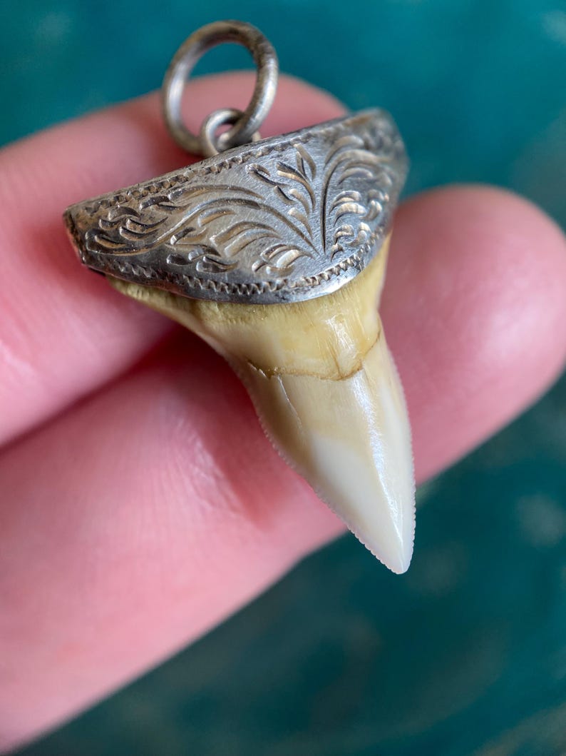 Antique Victorian Sharks Tooth Amulet Pendant in Engraved Silver Mounting c 1880, Naturalist, Charm, Animal, Flora, Fauna, Necklace, 19th c.