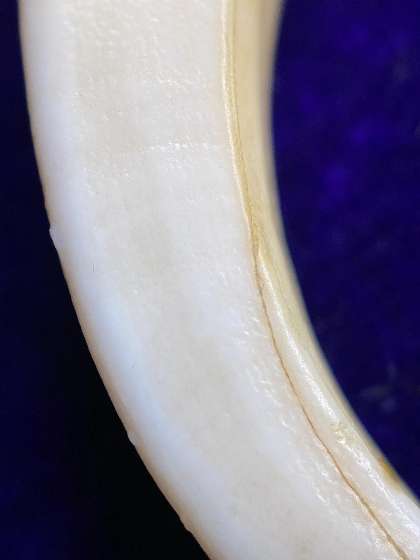 Antique Victorian Animal Tusk Amulet Pendant with Glass Jewel Cabochons in 14k Gold, Hunting Trophy, Talisman, Naturalist, Tooth, Claw, Fang